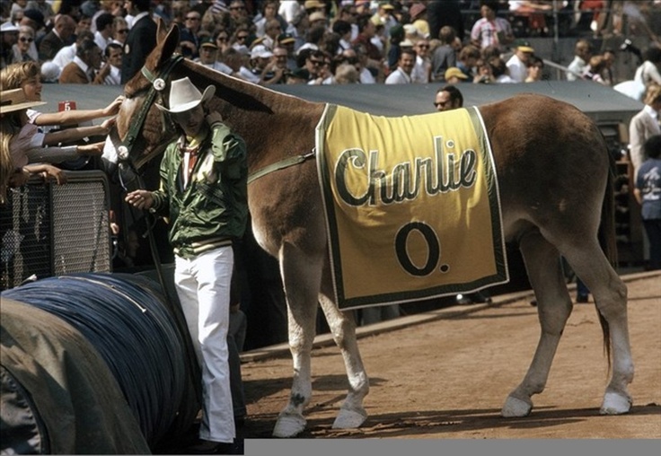 The A's celebrate KC roots with green and gold uniforms — and a mule named Charlie  O